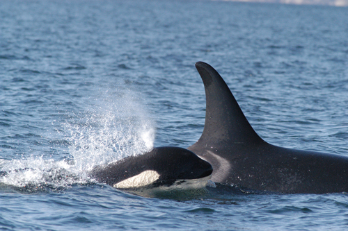 Keeping Up: Southern Resident Killer Whale mother and her calf swimming.: Photograph courtesy of National Oceanic and Atmospheric Administration National Ocean Service